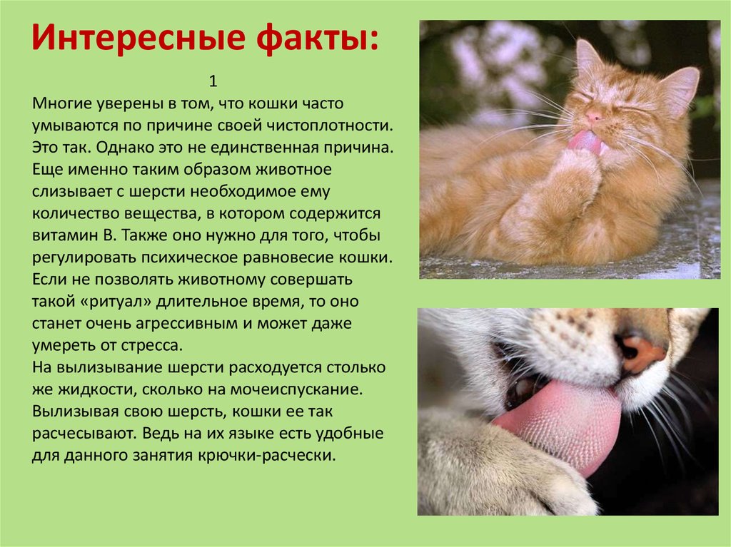 5 фактов о коте. Интересные факты о кошках. Интересные кошки. Интересные факты о котах и кошках. Факты о кошечках.