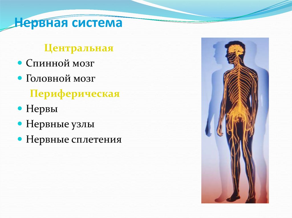 Периферическая нервная система это