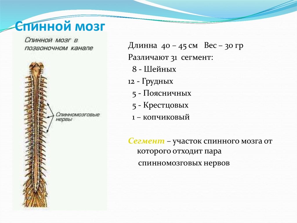 Спинной мозг изображение