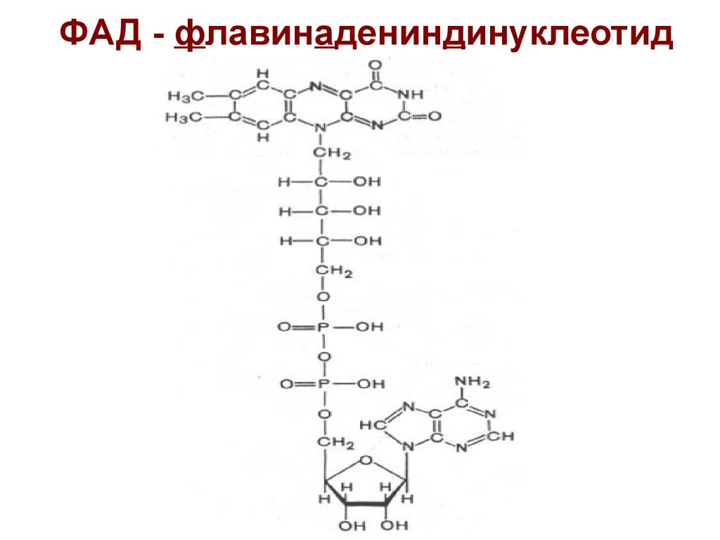 ФАД - флавинадениндинуклеотид