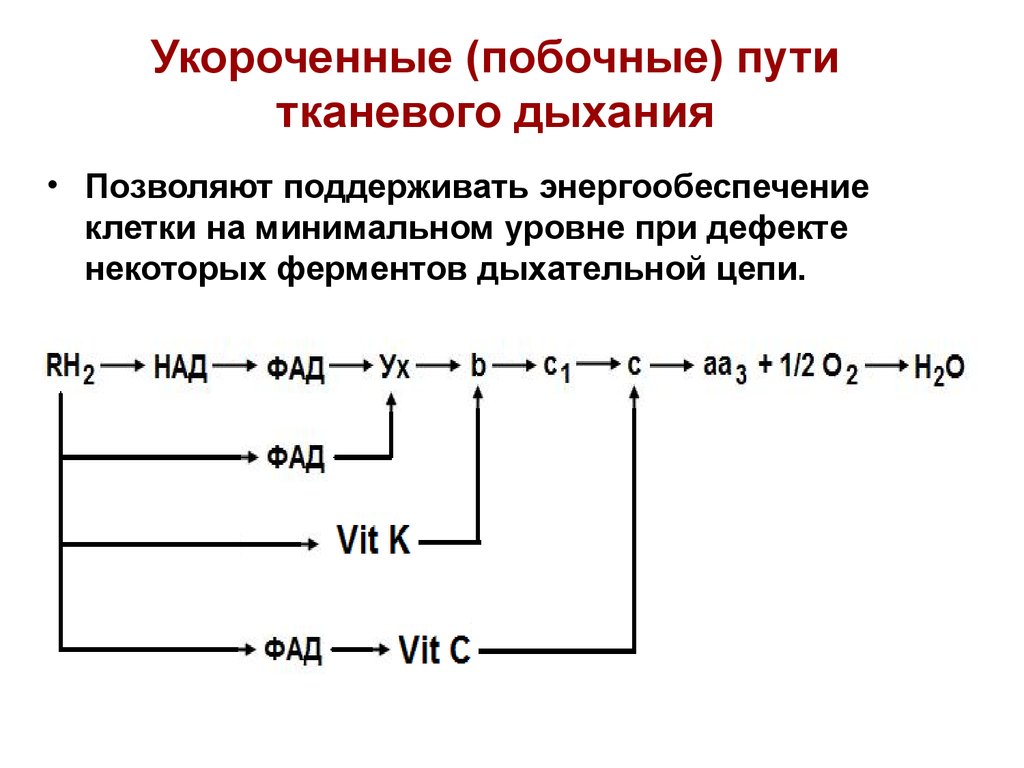 Схема тканевого дыхания