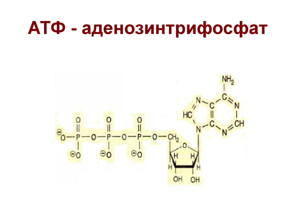 Содержание атф. Молекула АТФ аденозин. Строение АТФ без подписей. Аденозинтрифосфат формула. Химическая формула молекулы АТФ.