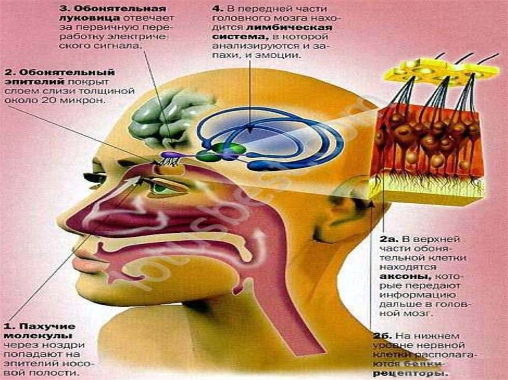 Схема строения обонятельной сенсорной системы