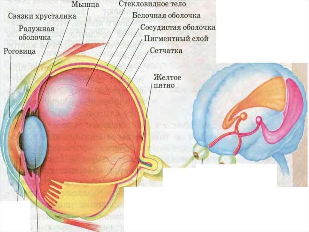 Структурная схема зрительного анализатора