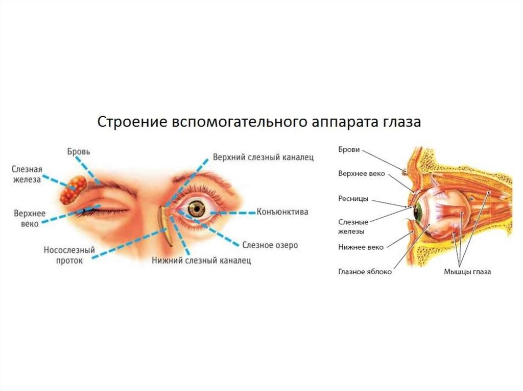 Функции слезных желез глаза