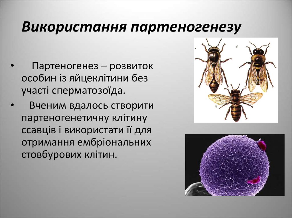 Партеногенез и почкование. Половое размножение партеногенез. Мейотический партеногенез. Партеногенез у пауков. Партеногенез у растений.