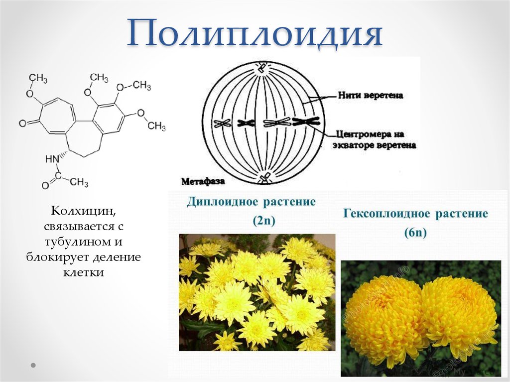 Деление тетраплоидной клетки. Колхицин полиплоидия. Полиплоидия хризантемы. Сорта растений полиплоидия. Полиплоидия в селекции растений.