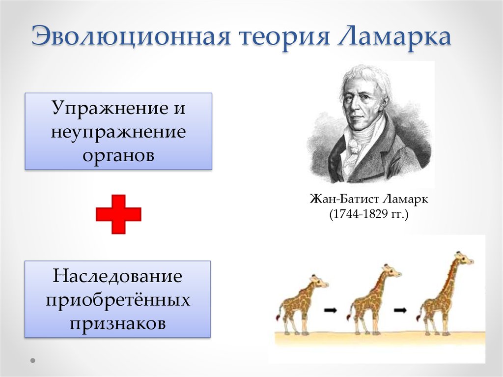 Эволюционное учение. Теория Ламарка о происхождении человека. Автор теории эволюции. Ошибки теории Ламарка. Наличие изменчивость Ламарк.