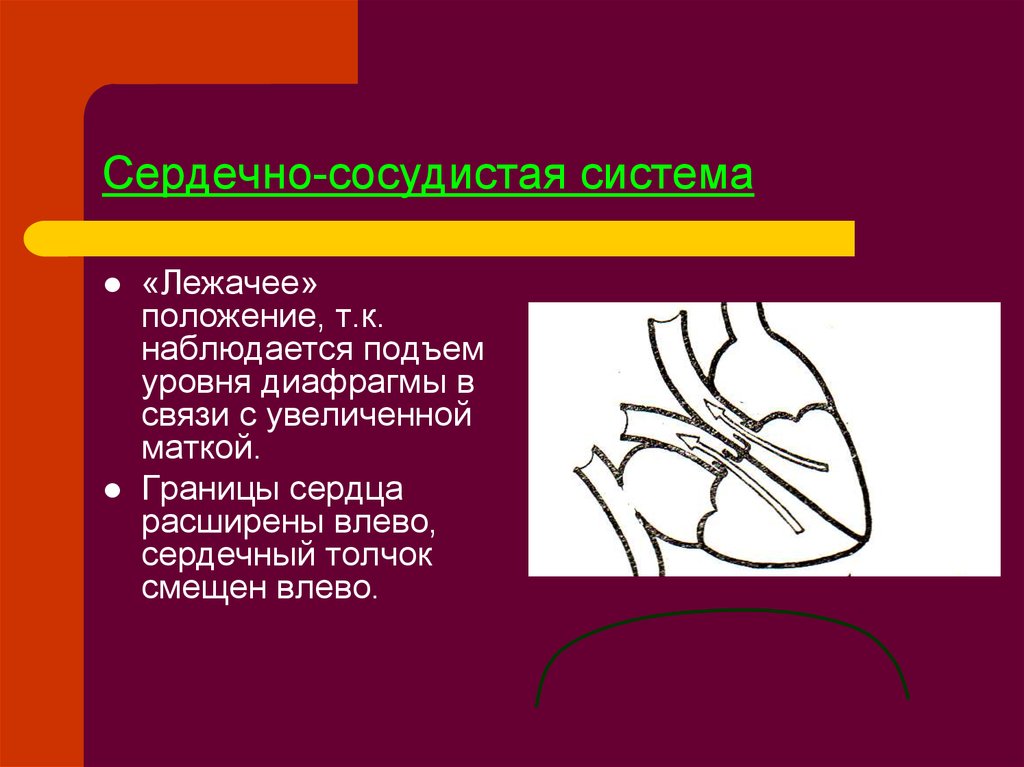 Положение т. Сердечный толчок физиология. Положение об о.т.к.. Границы сердца у детей. Диафрагму.