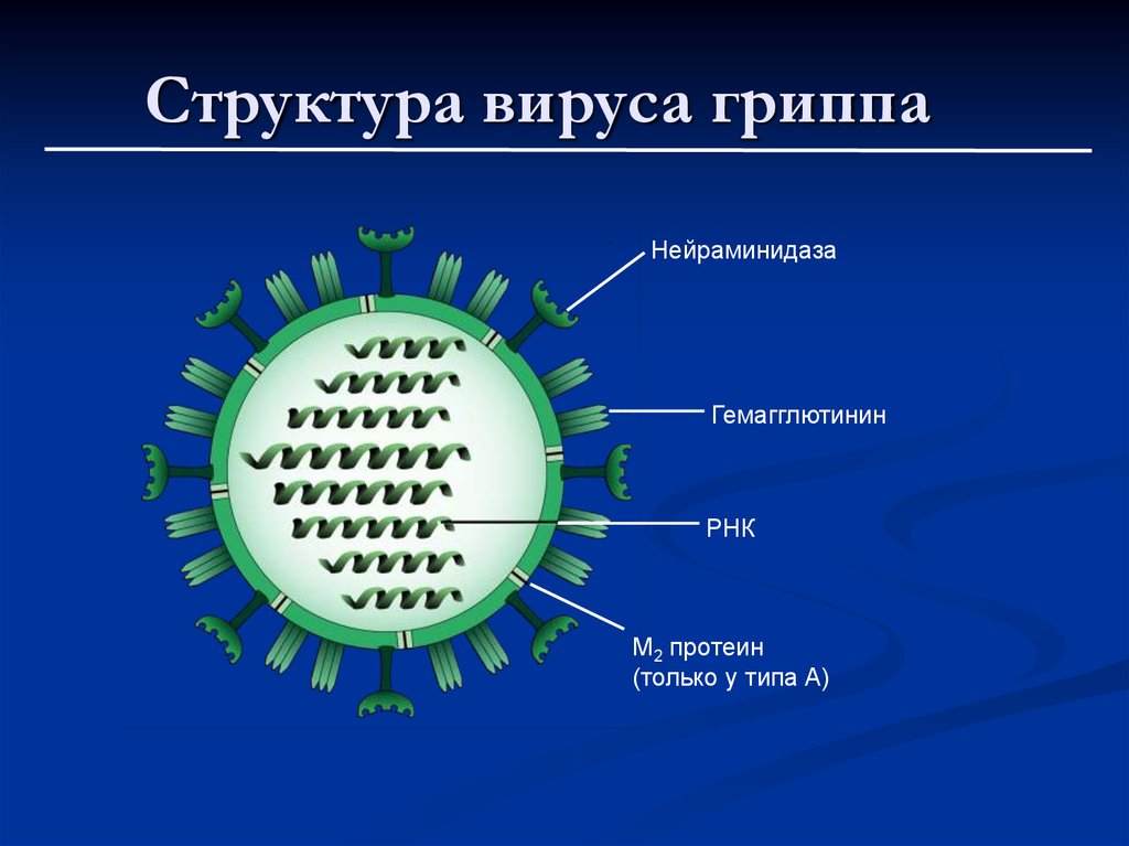 Анализ вируса гриппа
