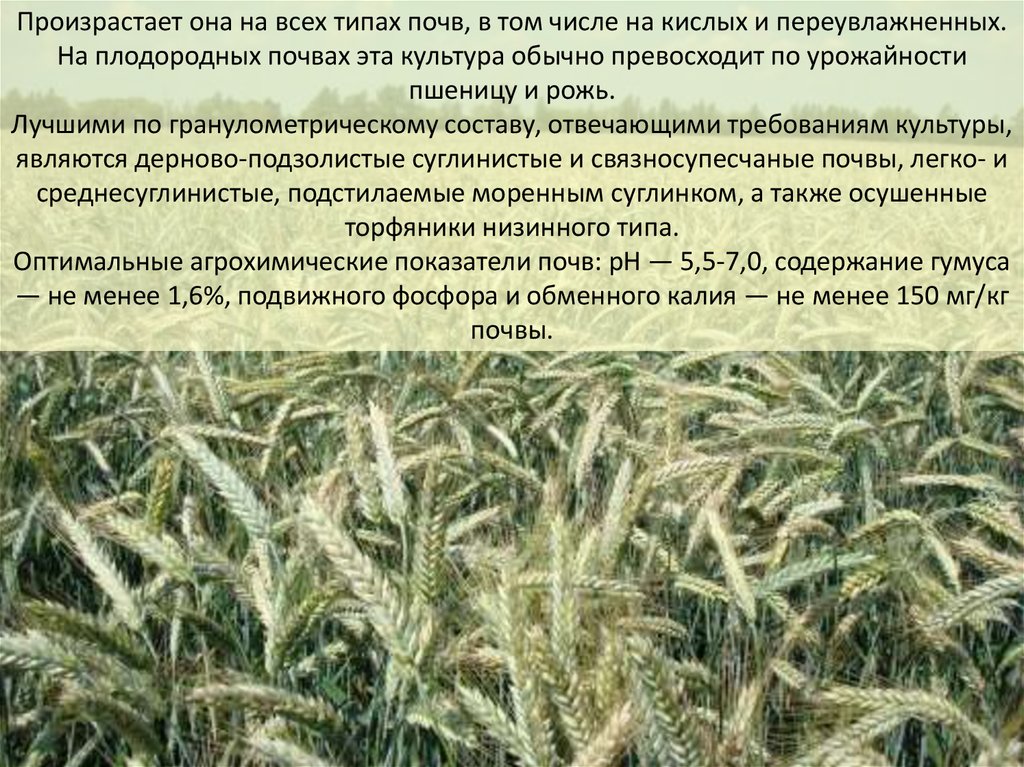 Озимая рожь технология. Технология возделывания озимой тритикале. Сорта тритикале. Всходы тритикале. Культура тритикале.