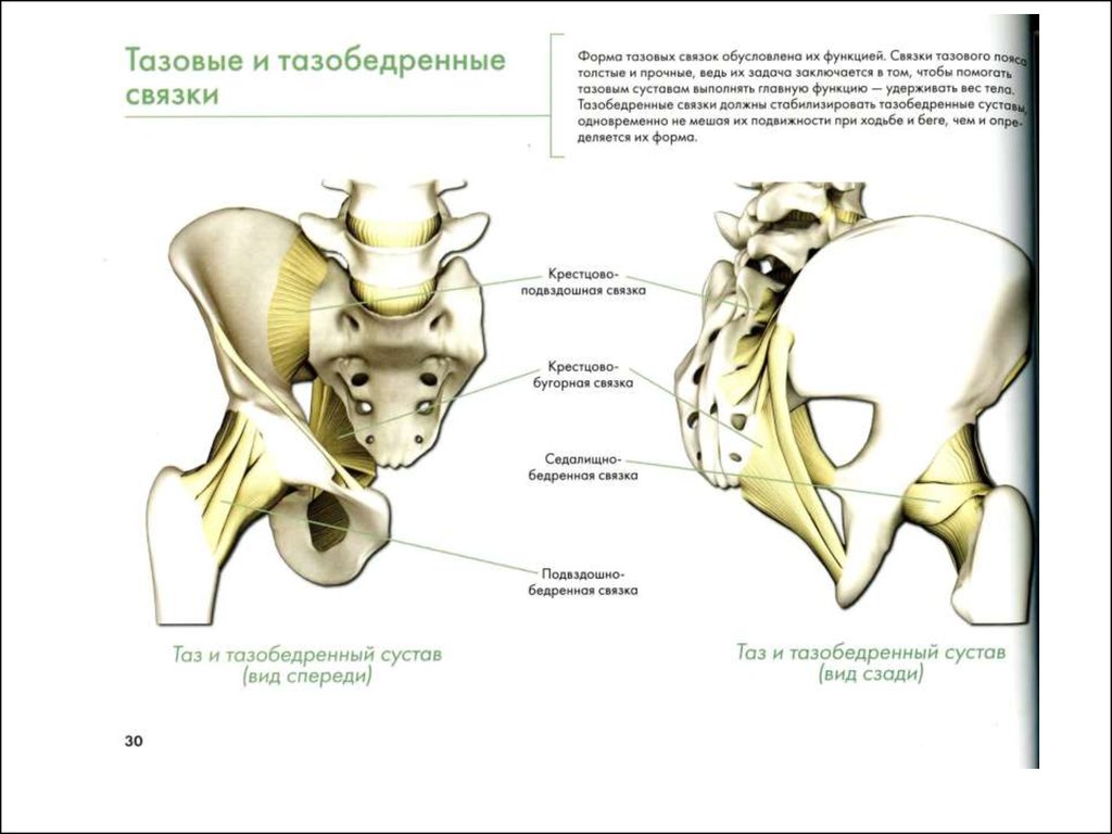Функции связок. Тазовые связки. Собственные связки таза. Подвздошно бедренная связка. Седалищно бедренная связка функция.