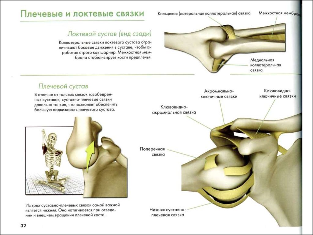 Плечевой сустав связки. Суставно-плечевая связка анатомия. Сусатавноплечевой связки. Связочный аппарат плечевого сустава. Плечевые связки.
