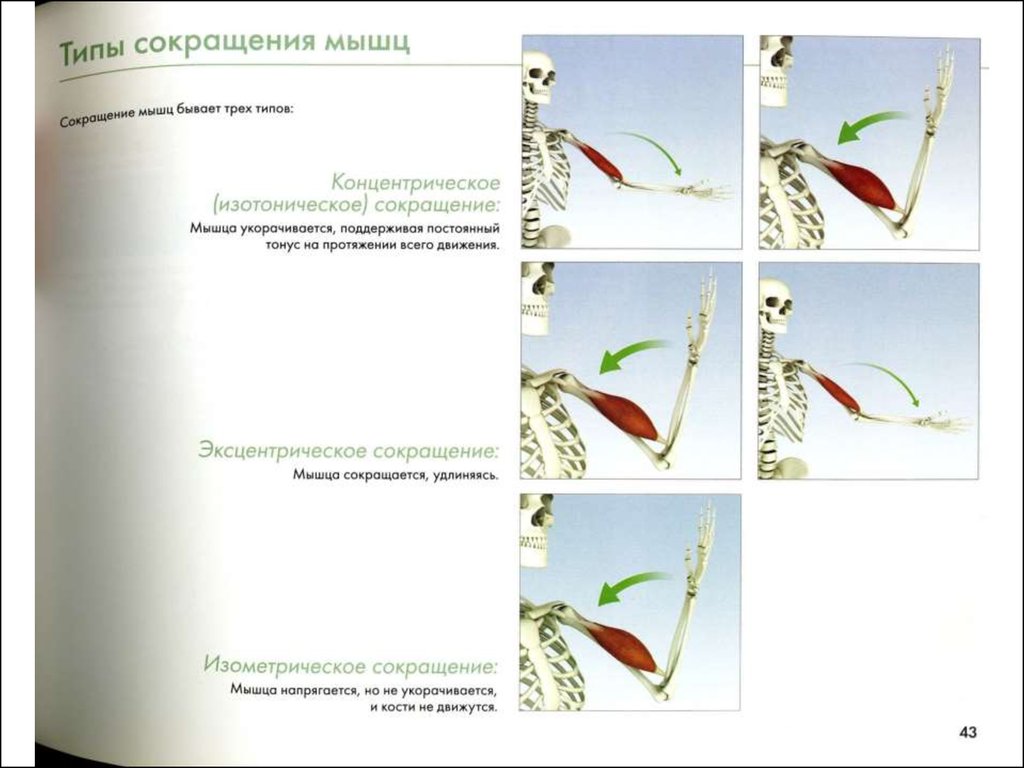 Концентрическая работа мышц