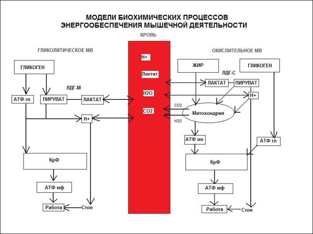 Энергетическое обеспечение. Энергетическое обеспечение мышечной деятельности схема. Энергообеспечение организма. Системы энергообеспечения мышц. Схема энергообеспечения мышц.