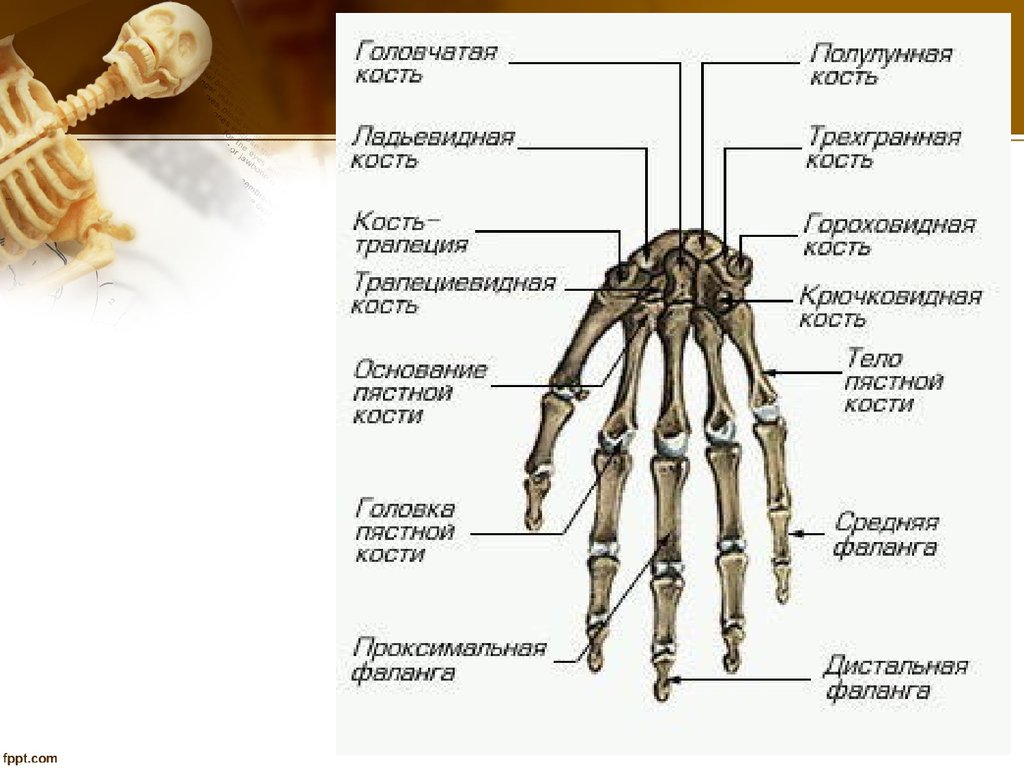 Скелет пальцев человека. Кости запястья анатомия человека. Названия костей кисти руки человека. Состав кисти руки человека кости. Строение кости пальцев рук.
