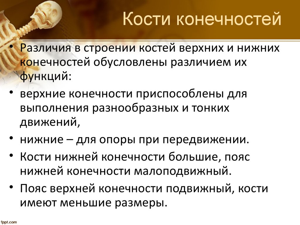 Функции верхних и нижних конечностей. Функции верхних конечностей. Функции костей верхней конечности. Функции верхних и нижних конечностей человека. Функции отдела верхних конечностей.