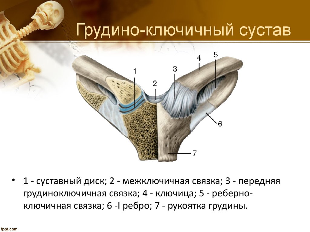 Сочленения ключицы. Грудино ключично сосцевидный сустав. Строение грудино ключичного сустава. Грудино ключичный сустав анатомия связки. Суставы поверхности грудино ключичного сустава.