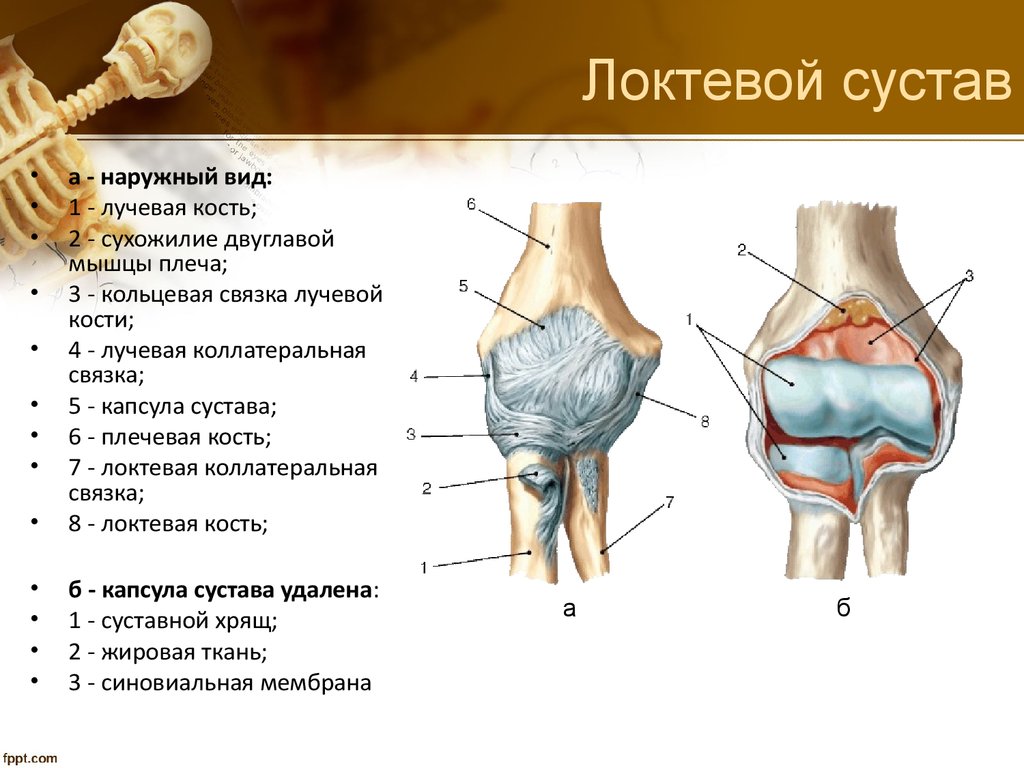 Виды костей строение суставов. Локтевой сустав кости образующие сустав. Суставные поверхности локтевого сустава. Локтевой сустав костная анатомия строение. Локтевой сустав анатомия строение функции мышцы.