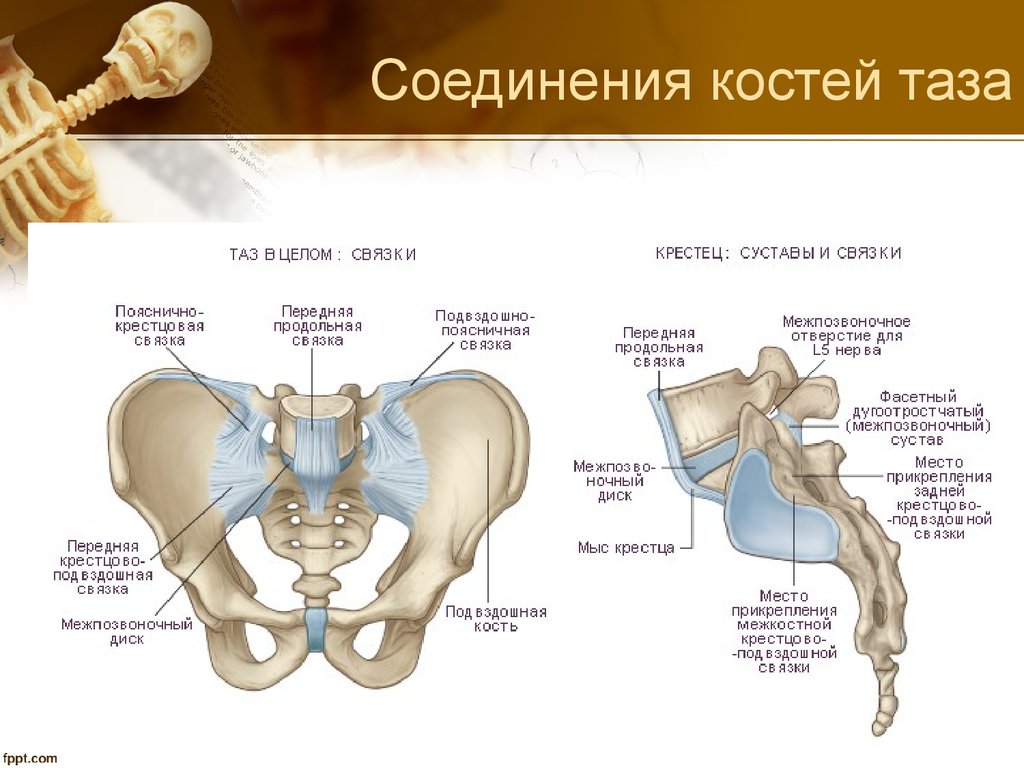 Соединение лобковых костей. Анатомия костей таза и сочленений. Крестцово копчиковый сустав строение. Крестцово копчиковый сустав связки. Крестцово подвздошный сустав анатомия строение.