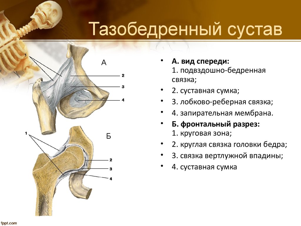 С какими костями соединяется бедренная кость. Тип соединения костей в тазобедренном суставе. Тазобедренный сустав анатомия человека строение и функции. Связки тазобедренного сустава анатомия. Внутрисуставные элементы тазобедренного сустава.