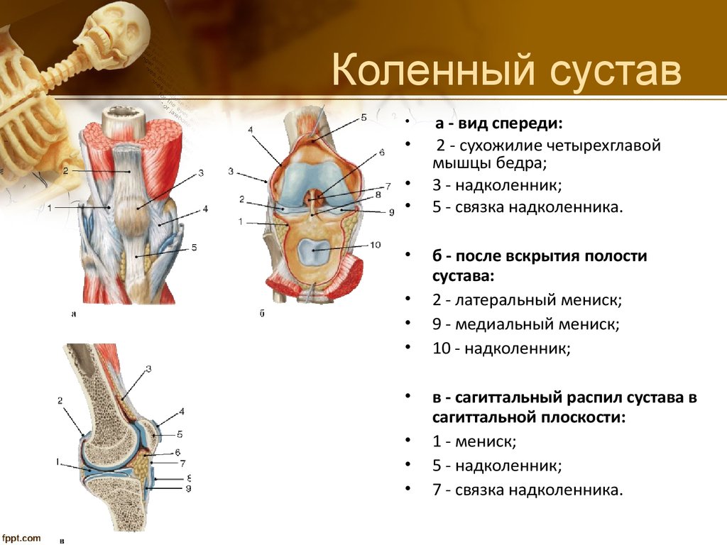 Коленный сустав относится