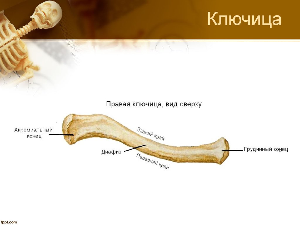Ключица анатомия человека фото