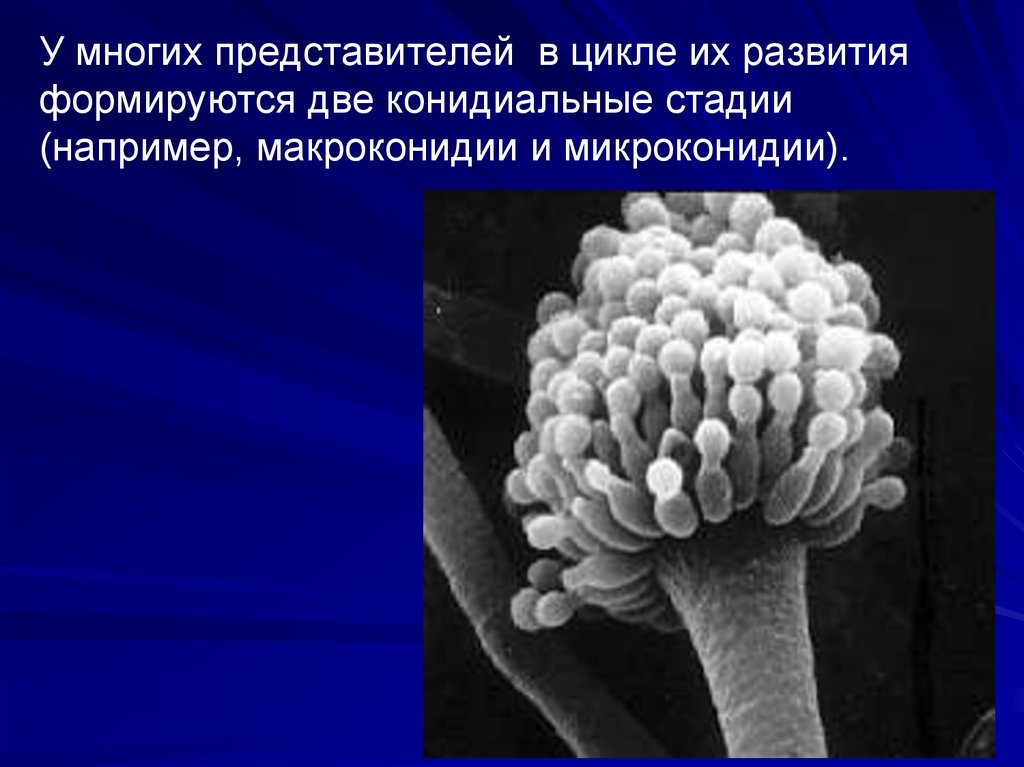 Микробиология презентация на тему грибы