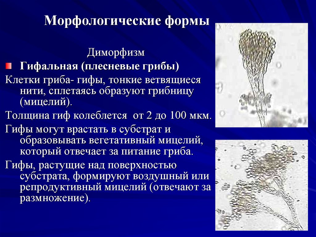 Микроскопические грибы презентация 2 класс