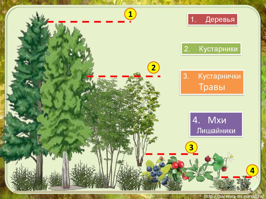 Три группы деревьев. Ярусы растений. Ярусы растений в лесу. Ярусы леса для детей. Растения первого яруса леса.