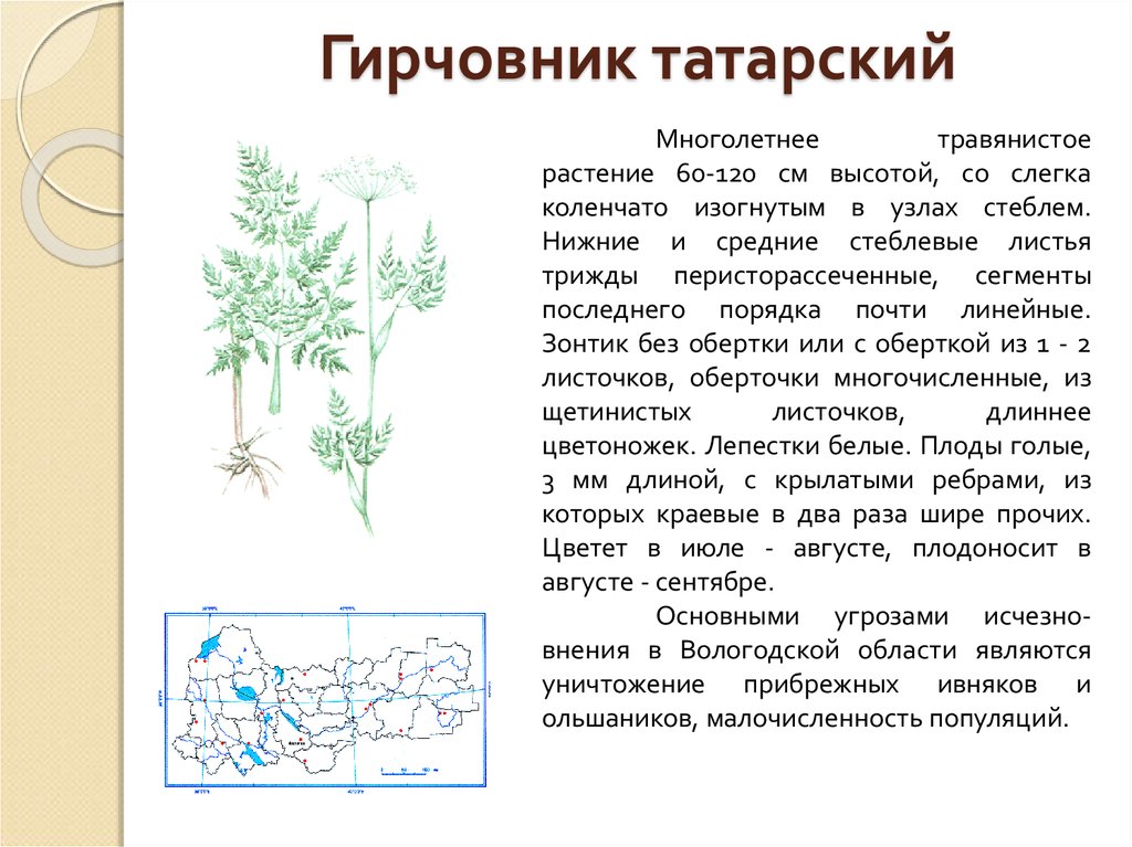 Приспособления растений луга