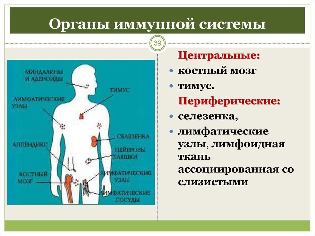 Основной функцией организма является. Иммунитет центральные и периферические органы иммунной системы. Основные функции периферических органов иммунной системы. К первичным органам иммунной системы относятся. Центральные и периферические органы иммунной системы схема.