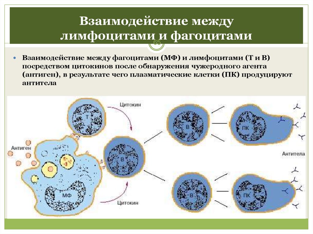 Фагоциты и лимфоциты. Лимфоциты фагоцитоз. Взаимодействие между лимфоцитами и фагоцитами. Лимфоциты и фагоциты взаимодействие. Лейкоциты фагоциты и лимфоциты.