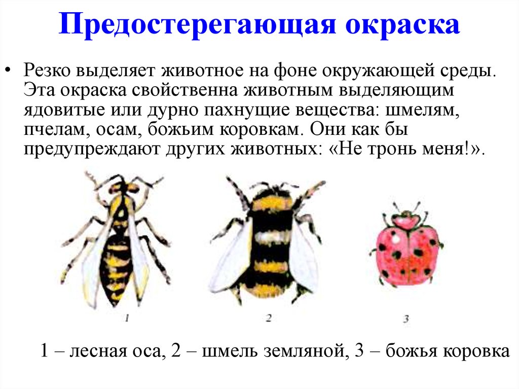Предупреждающая окраска пчелы. Предостерегающая окраска. Предупреждающая окраска. Предостерегающая окраска у ОС. Предостерегающаяоераска.