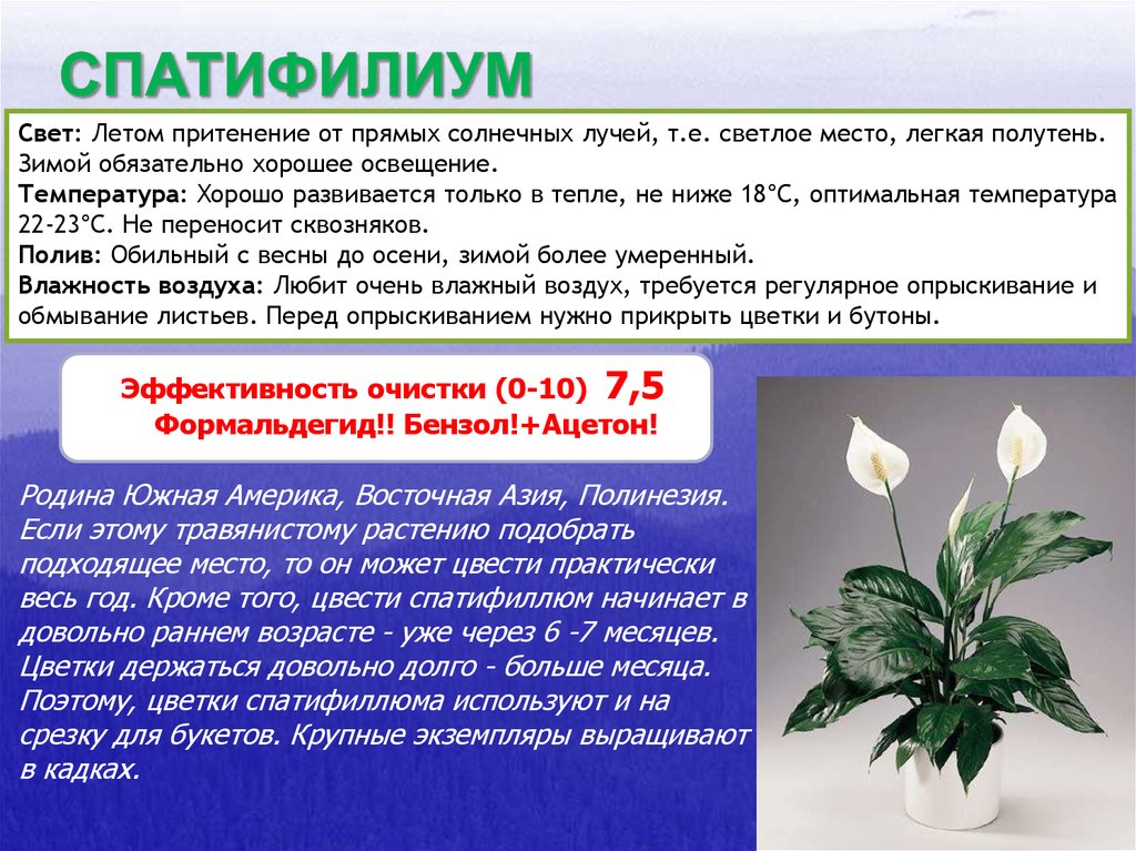 Спатифиллум зимой. Комнатные растения спатифиллум Родина растения. Спатифиллум краткое описание. Спатифиллум комнатное растение описание.