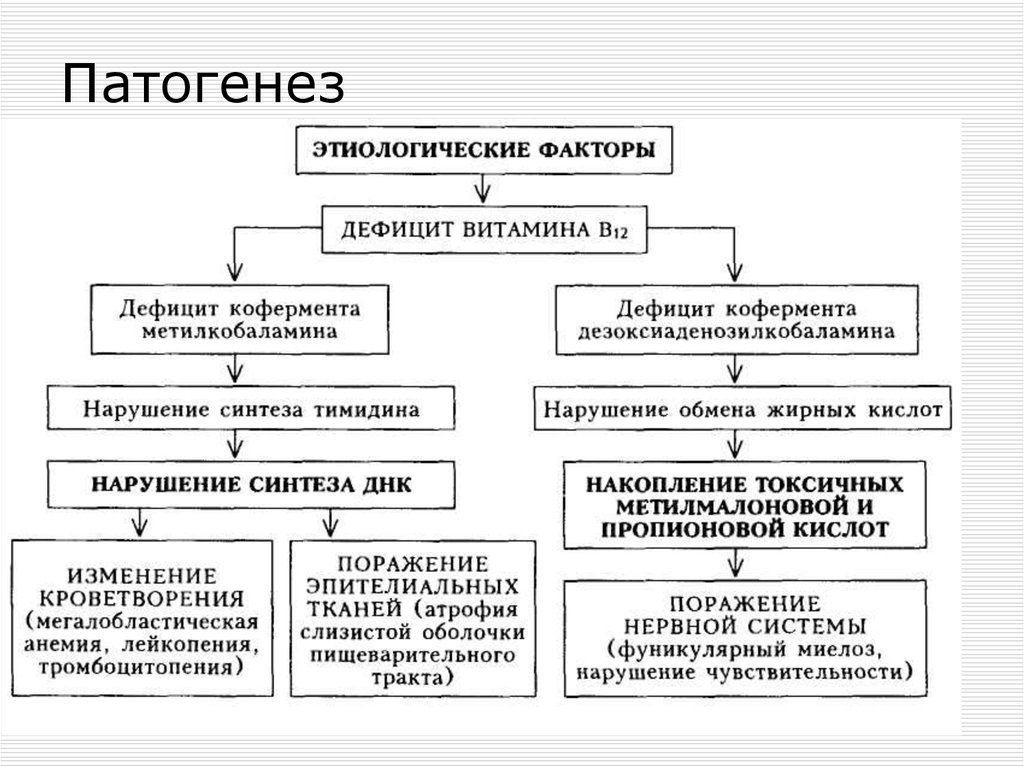 Схема патогенеза железодефицитной анемии