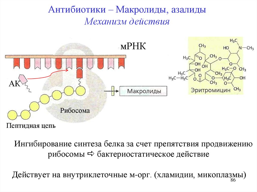 Синтез белка в бактериальной клетке. Механизм действия антибиотиков нарушающих Синтез белка. Механизм действия макролидов антибиотиков. Макролиды механизм действия кратко. Механизм действия макролидов схема.