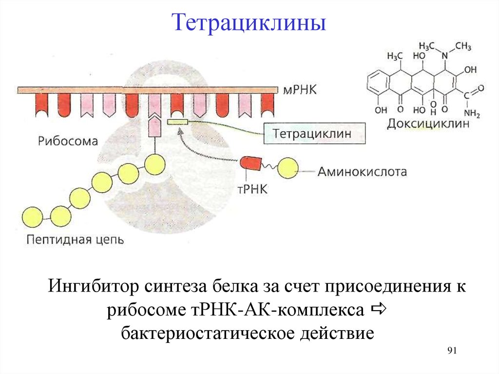 Синтез белка механизмы. Механизм действия тетрациклинов схема. Антибиотики ингибиторы синтеза белка механизм. Тетрациклины механизм действия. Механизм действия ингибиторов синтеза белка.