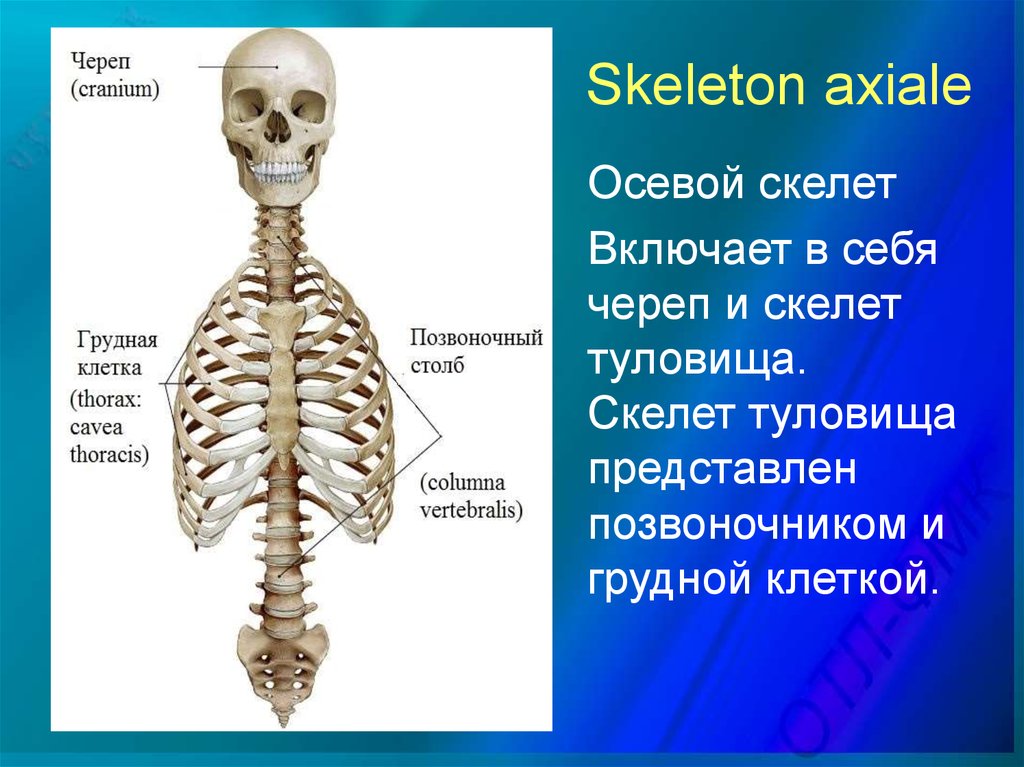 Части скелета туловища. Осевой скелет строение анатомия. Осевой и добавочный скелет человека анатомия. Строение осевого скелета. Осевой скелет и периферический скелет.