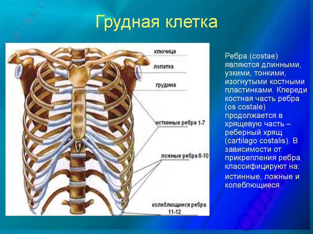 Левое и правое ребро. Строение грудной клетки спереди. Кости ребра Грудина позвонки. Скелет грудной клетки Грудина. Грудина скелет строение.