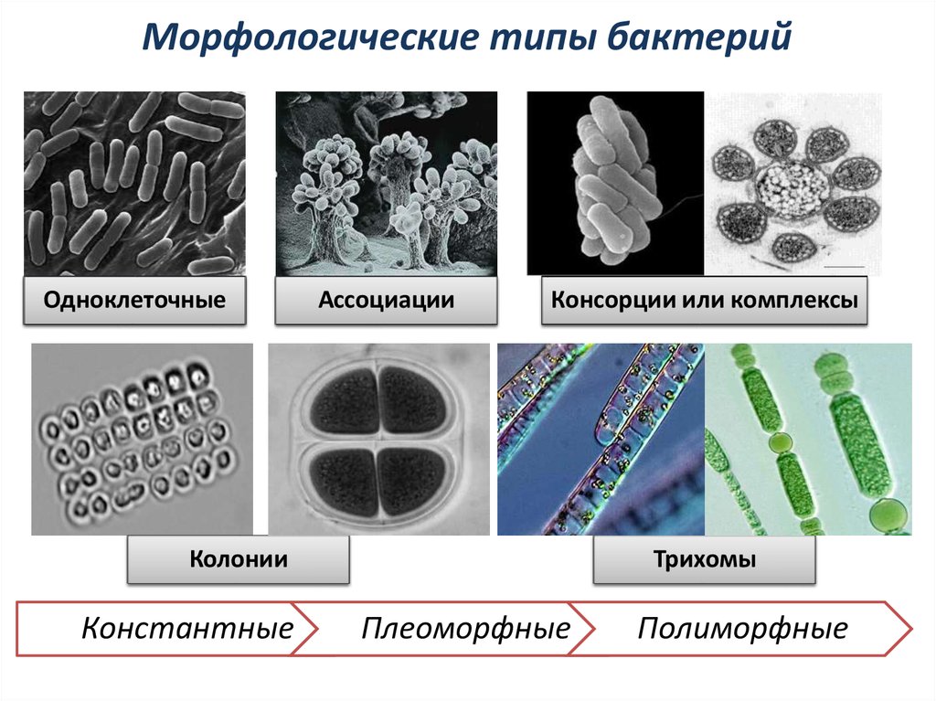 Типы микроорганизмов