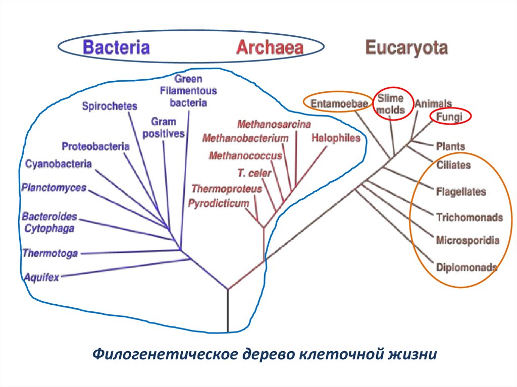 Филогенетическая схема прокариот