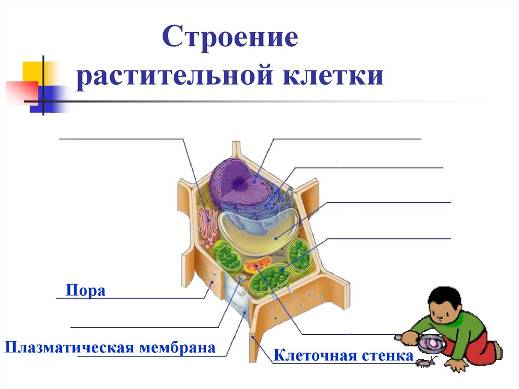 Клетка растений мембрана. Оболочка клетки мембрана клеточная стенка. Клеточная стенка мембрана цитоплазма. Плазматическая мембрана растительной клетки. Строение оболочки растительной клетки поры.