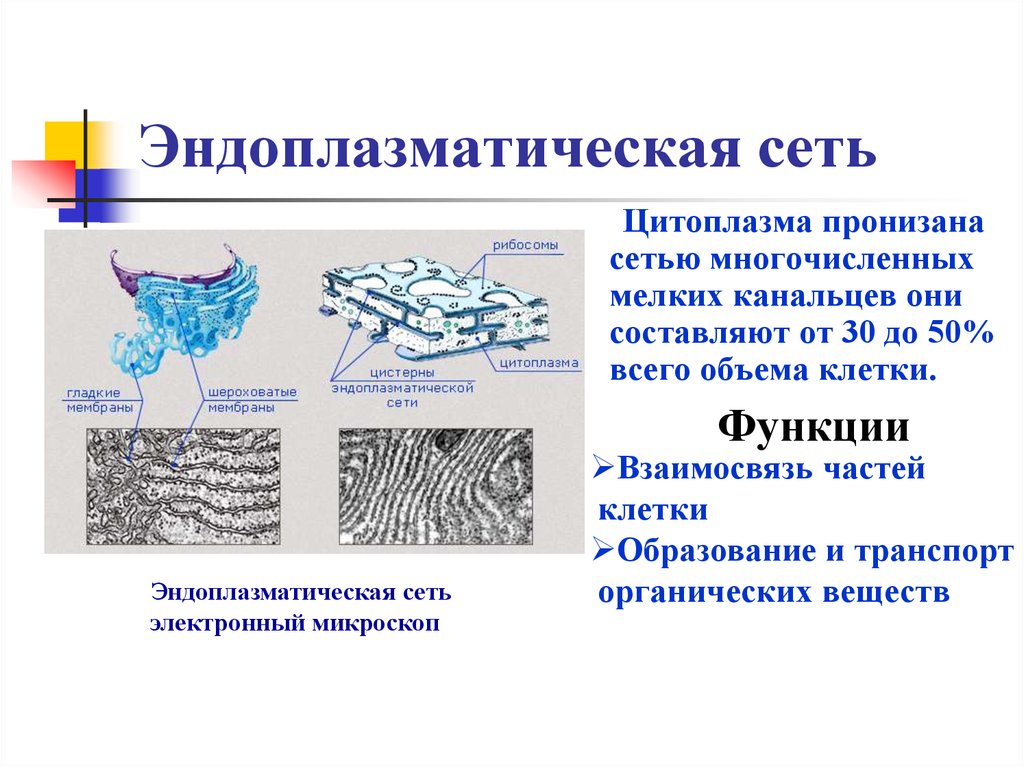 Эндоплазматическая сеть клетки растений. Эндоплазматическая сеть растительной клетки биология 6 класс. Гладкая эндоплазматическая сеть в растительной клетке функции. Функции эндоплазматической сети в клетке. Роль эндоплазматической сети в клетке.