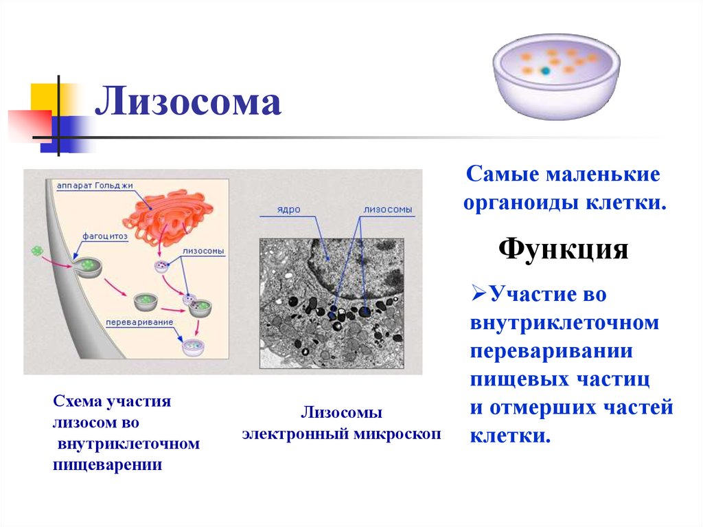 Лизосомы расщепление белков. Внутриклеточное пищеварение лизосомы. Органоиды функции ризосома. Лизосома функции органоида.