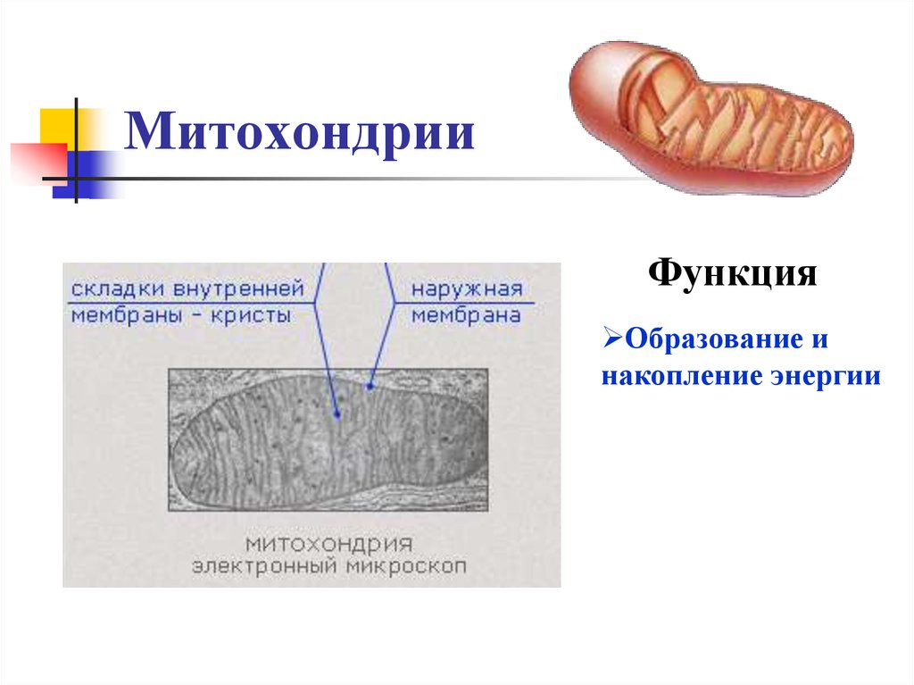 Какова функция митохондрий. Митохондрии строение и функции. Образование митохондрий. Образование энергии в митохондриях. Функции метохлнд митохондрии.