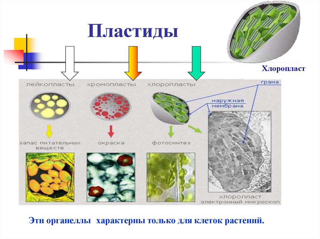 Органеллы водоросли. Структура клетки растения пластиды. Пластиды растений хромопласты. Строение растительной клетки пластиды. Строение растительные пластиды.
