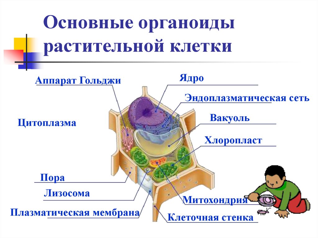 Органоиды растительной. Основные органоиды клетки растительной клетки. Структура в клетке растения (органоид). Строение органоидов растительной клетки. Строение растительной клетки функции органоидов биология 5 класс.