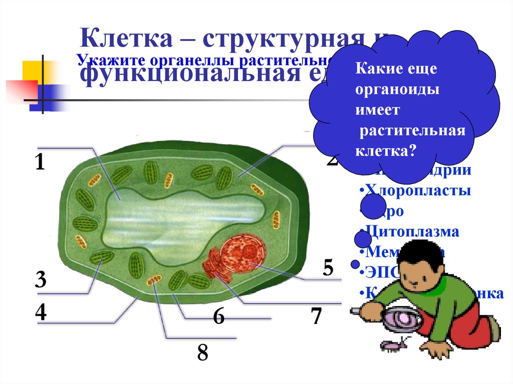 Функциональная клетка. Структура клетки 6 класс биология. Строение клетки 6 класс. Растительная клетка презентация. Презентация на тему клетка.