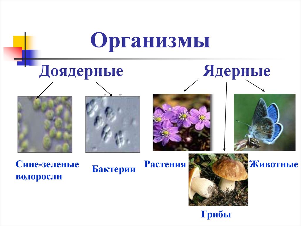 К ядерным организмам относятся. Биологии ядерные и доядерные организмы. Сине-зеленые водоросли до ядерные организмы. Доядерные организмы 5 класс биология. Доядерные и ядерные клетки.